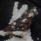 Preview: Leoparden Jaspis Anhänger